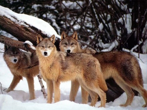 Loups  (Canis lupus)
