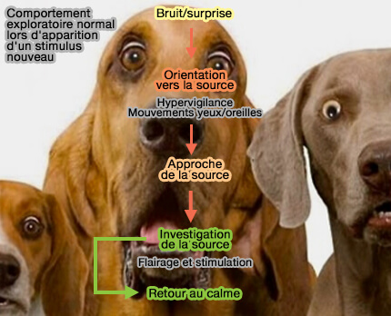 Comportement exploratoire normal