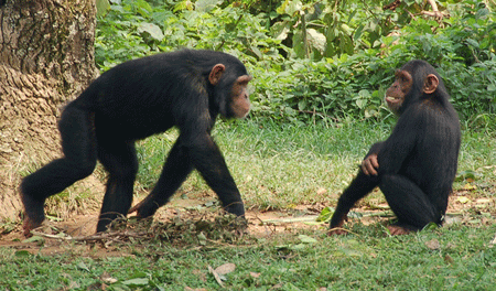 Approches et mimiques de chimpanzés