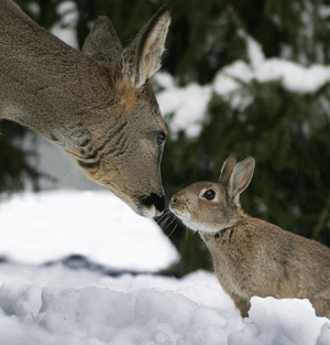 Communication interspécifique