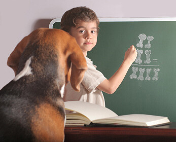 Communication interspécifique