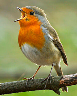 Chant du rouge-gorge