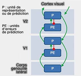 Erreurs de prédiction visuelles