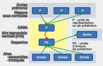 Erreurs de prédiction au niveau de la VTA