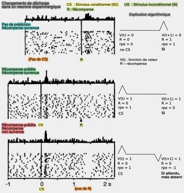 Changement de décharge dans un neurone dopaminergique et algorithme