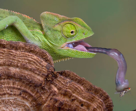 Caméléon