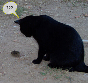 Chat devant une souris