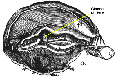 Glande pinéale de Descartes