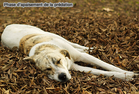 Phase d'apaisement de la prédation