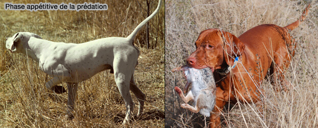 Phase appétitive de la prédation