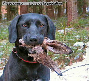 Phase consommatoire de la prédation