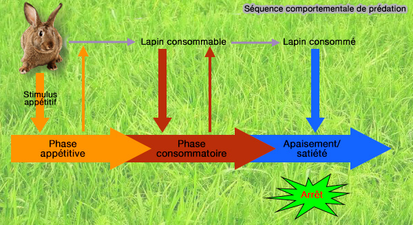 Séquence comportementale de prédation