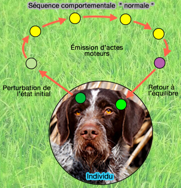 Séquence comportementale normale