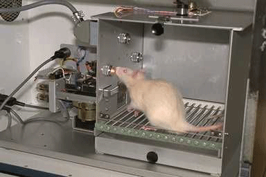 Rat dans une cage de Skinner