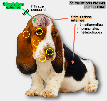 Stimulations reçues par l'animal