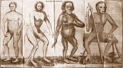 Anthropomorphes de Buffon