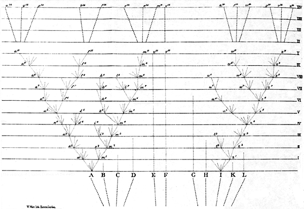 Unique dessin de l'Origine des Espèces
