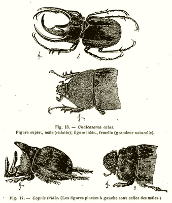 Sélection sexuelle chez les insectes