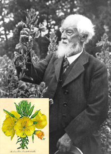 Hugo de Vries (1848-1935)