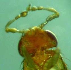 Expression du gène Antennapedia chez la drosophile