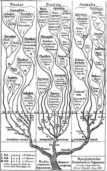 Arbre d'Ernst Haeckel (1866)