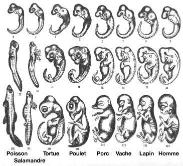 Dessins d'embryons par Haeckel