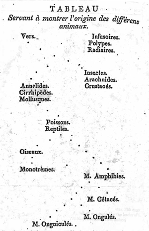 Premier arbre phylogénétique connu