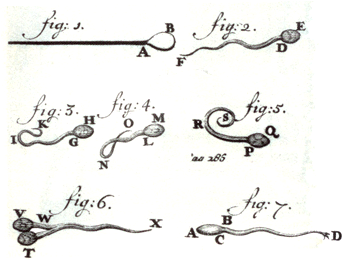 Spermatozoïdes de Leeuwenhoek