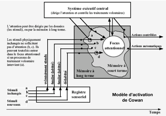 Modèle d'activation de Cowan (© Versace-Nevers-Padovan) Modèle d'activation de Cowan