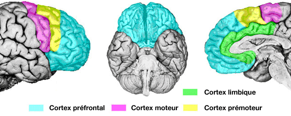 Cortex préfrontal