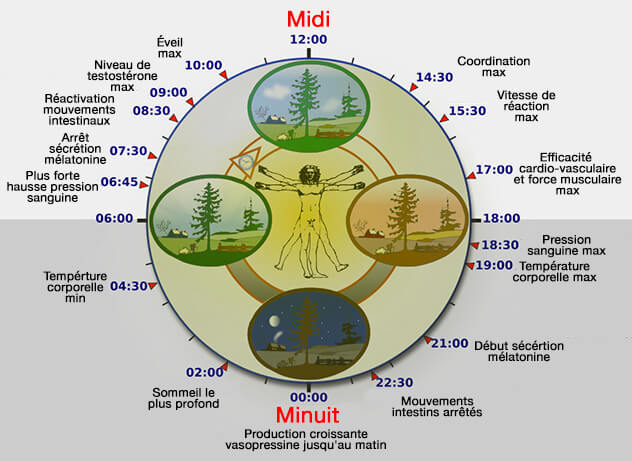 Rythmes biologiques chez l'homme