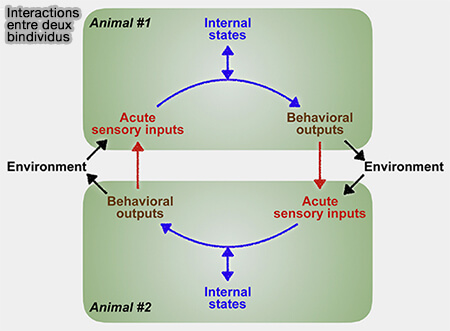 Interactions entre deux individus