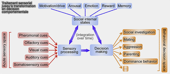 Traitement sonsoriel jusqu'à la décision comportementale