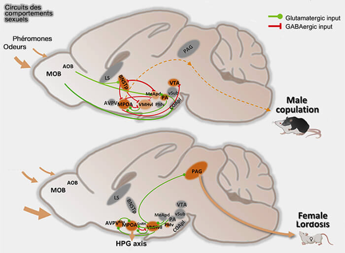 Circuits simplifiés des comportements sexuels