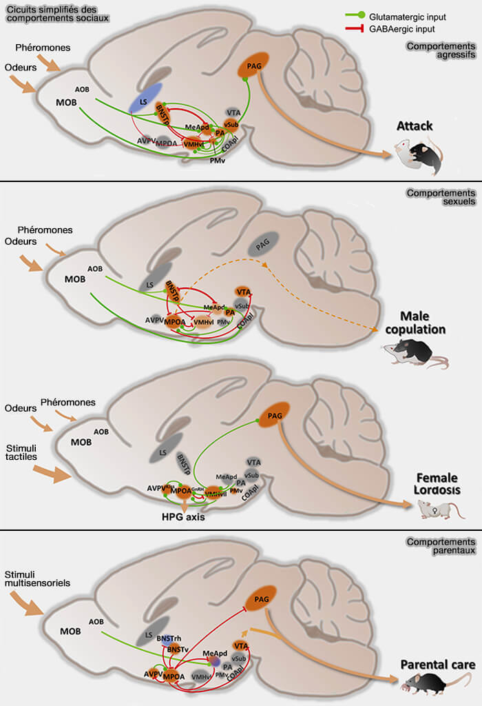 Circuits simplifiés des comportements sociaux