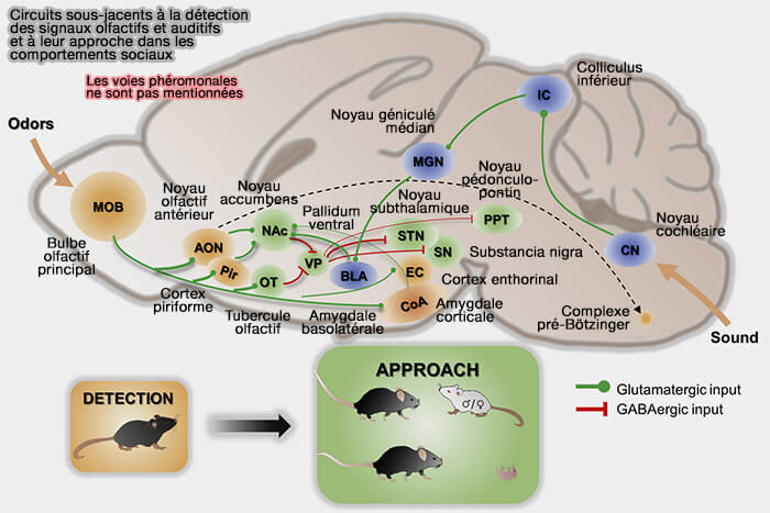 Circuits sous-jacents à la détection des signaux olfactifs et auditifs et à leur approche