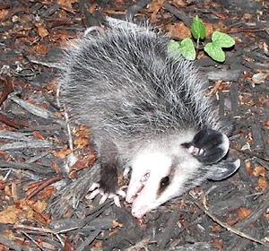 Opossum faisant le mort