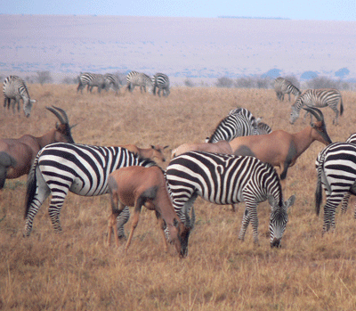 Rassemblement d'animaux dans la savanne