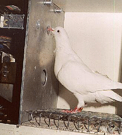 Cage de Skinner pour pigeon