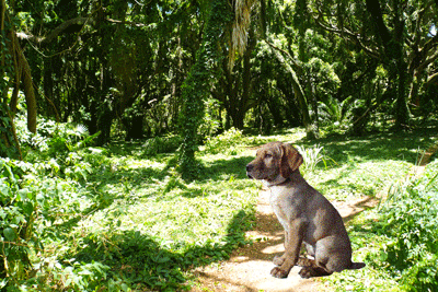 Chiot dans la jungle
