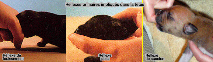 Réflexes primaires impliqués dans la tétée