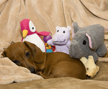 Chiot et ses doudous