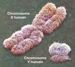 Chromosomes sexuels humains