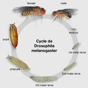 Cycle de la Drosophile