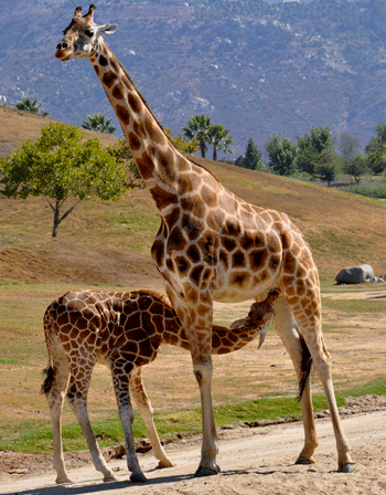 Girafon à la mamelle
