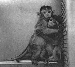 Macaques rhésus en syndrome de privation