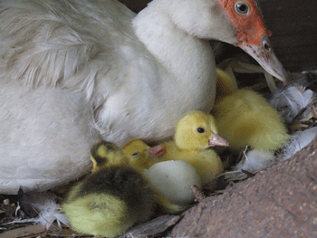 Eclosion et empreinte ou imprégnation
