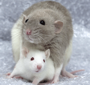 Ratte protégeant son petit