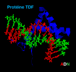 ADN et TDF