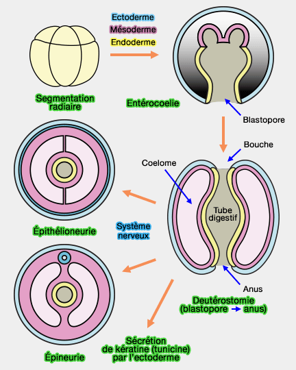 Caractéristiques des deutérostomiens